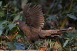 Image. Grey Peacock-Pheasant