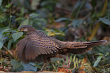 Image. Grey Peacock-Pheasant