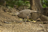 Image. Grey Peacock-Pheasant