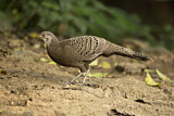 Image. Grey Peacock-Pheasant