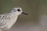 Image. Grey Plover