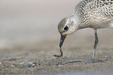 Image. Grey Plover