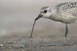 Image. Grey Plover