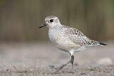 Image. Grey Plover