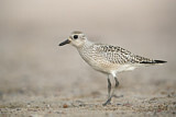 Image. Grey Plover