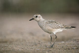 Image. Grey Plover