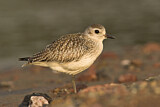 Image. Grey Plover