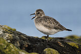 Image. Grey Plover