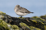 Image. Grey Plover