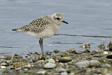 Image. Grey Plover