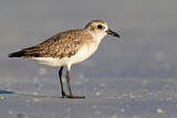 Image. Grey Plover