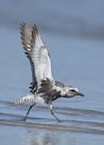 Image. Grey Plover