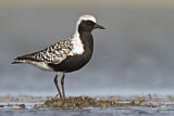Image. Grey Plover
