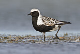 Image. Grey Plover