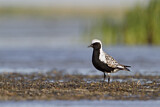 Image. Grey Plover