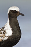 Image. Grey Plover