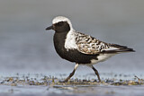 Image. Grey Plover