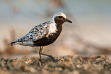 Image. Grey Plover