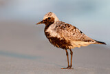 Image. Grey Plover