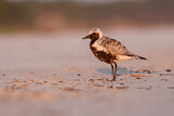 Image. Grey Plover