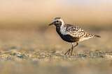 Image. Grey Plover