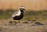 Image. Grey Plover