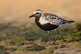Image. Grey Plover