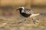 Image. Grey Plover