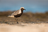 Image. Grey Plover