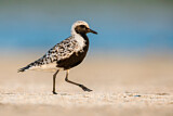 Image. Grey Plover