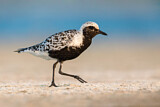 Image. Grey Plover