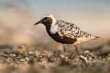 Image. Grey Plover