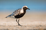 Image. Grey Plover