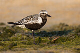 Image. Grey Plover