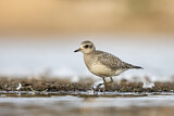 Image. Grey Plover