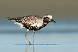 Image. Grey Plover