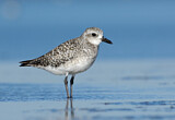 Image. Grey Plover