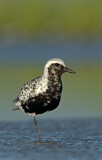 Image. Grey Plover