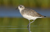 Image. Grey Plover