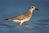 Image. Grey Plover