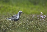 Image. Grey Plover