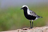 Image. Grey Plover