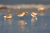 Image. Grey Plover