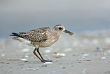 Image. Grey Plover