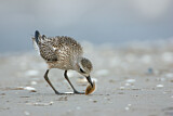 Image. Grey Plover