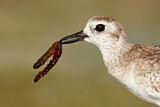 Image. Grey Plover