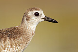 Image. Grey Plover