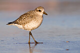 Image. Grey Plover