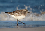 Image. Grey Plover