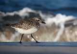 Image. Grey Plover